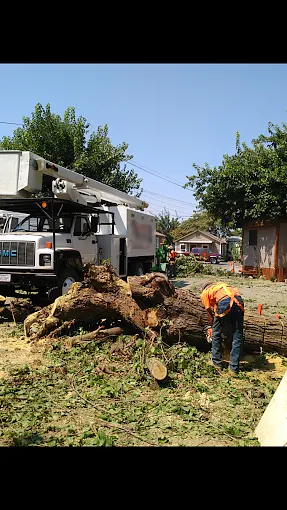Tree removal Lindsay CA