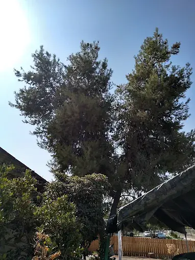 Land clearing Porterville CA