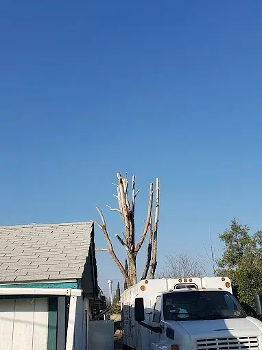 Tree trimming Lindsay CA