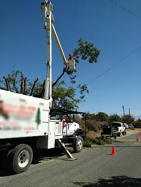 Professional line clearance service near power lines in Porterville CA