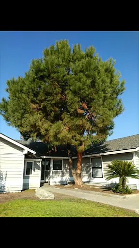 Line clearance Porterville CA
