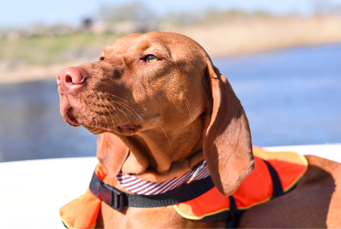 Safety on the Water with Your Dog