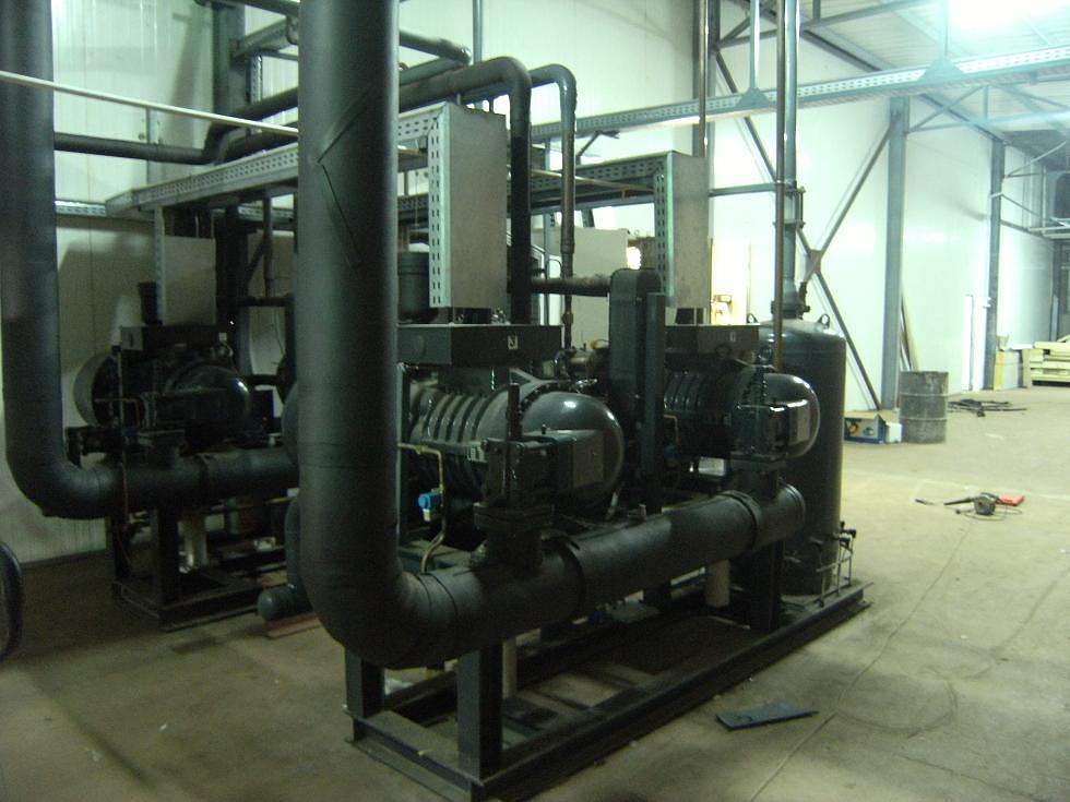 IQF Fruits and Vegetables - Egypt