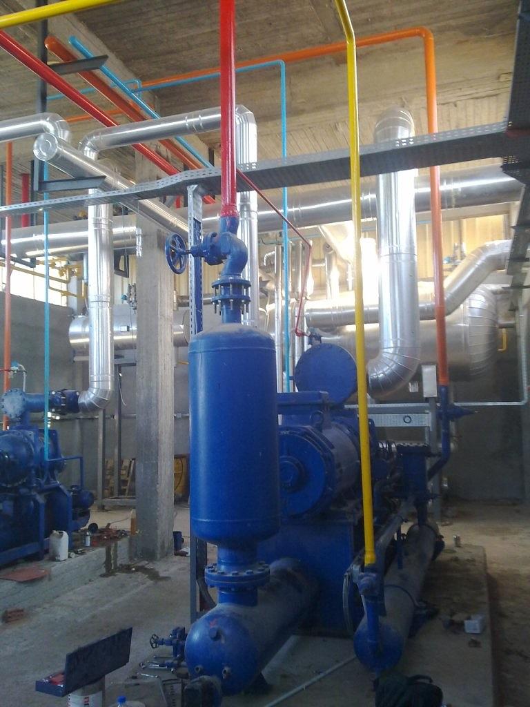 IQF Vegetables - Egypt