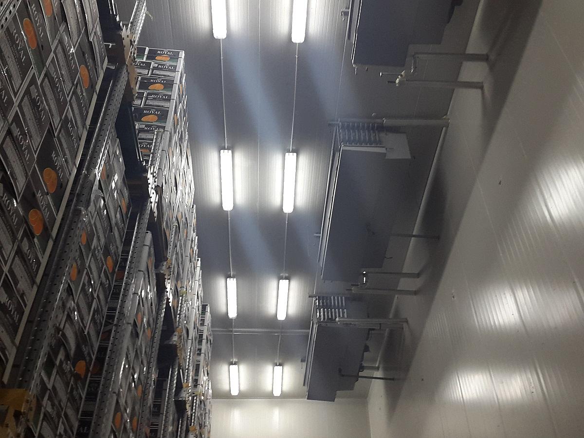 Orangenproduzent – Ägypten