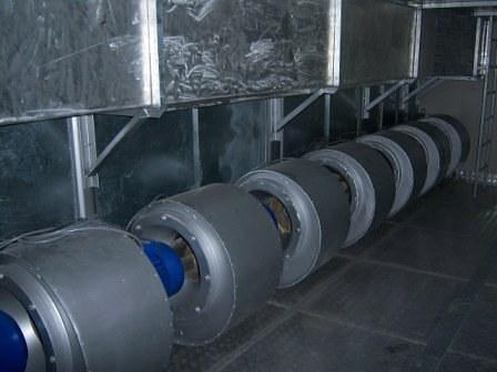 IQF Fruits and Vegetables - Egypt