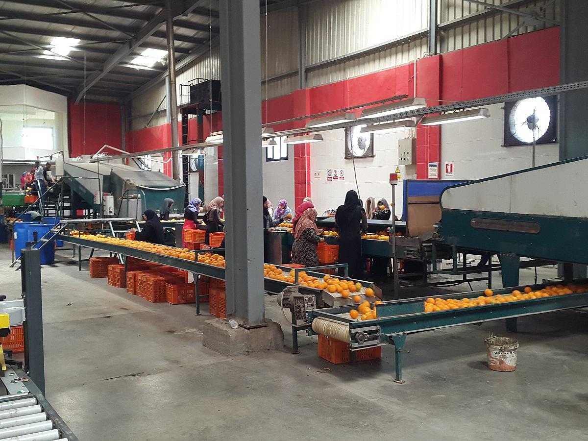 Orangenproduzent – Ägypten