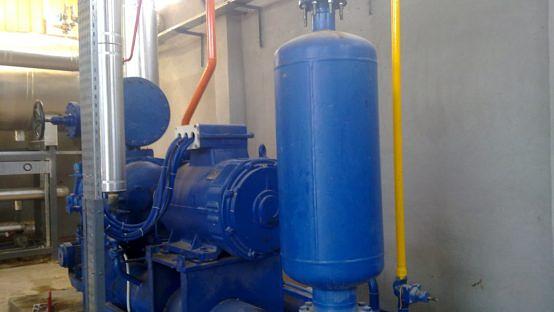 IQF Vegetables - Egypt