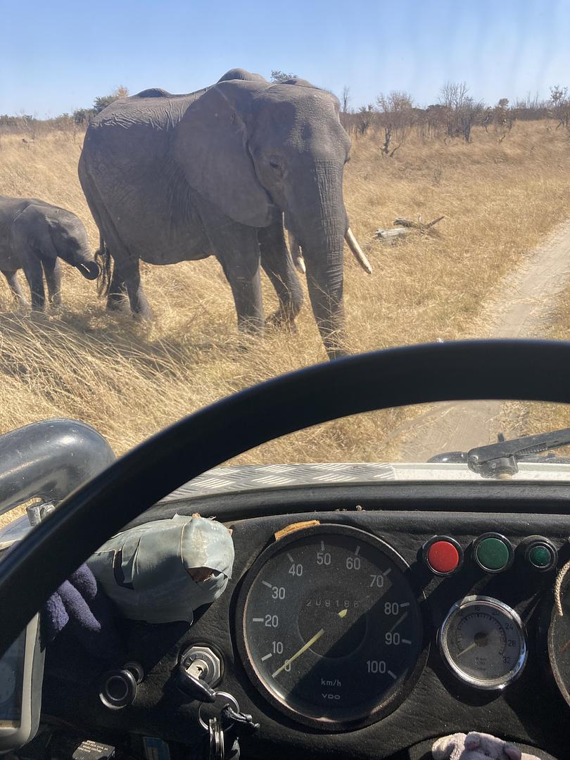 Schelling goes Afrika