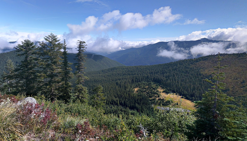 Push to Revive Northwest Timber Sector Through Policy and Tariffs