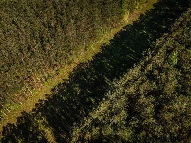 A New Kind of Lumber:  Weyerhaeuser Bets $500M on Twisted Pine