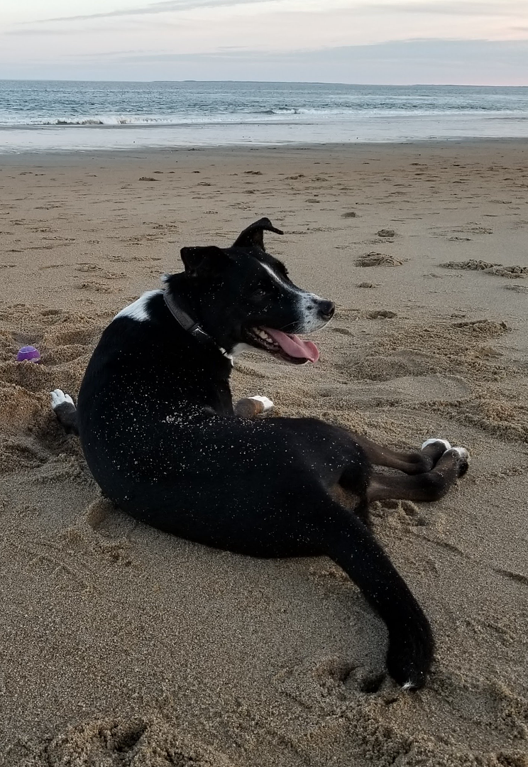 DOG DAYS OF SUMMER Contest WINNERS!