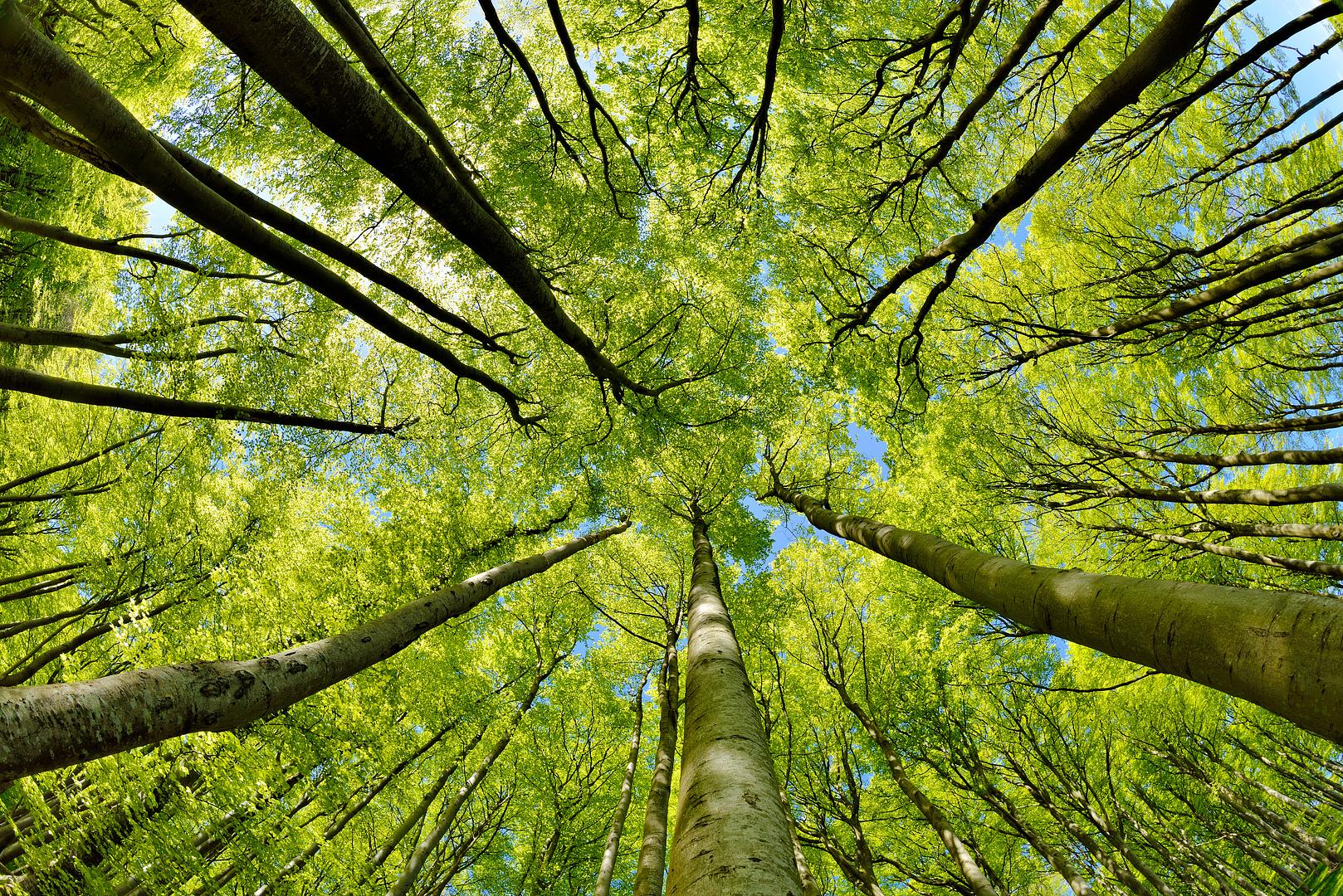 Lower Carbon footprint