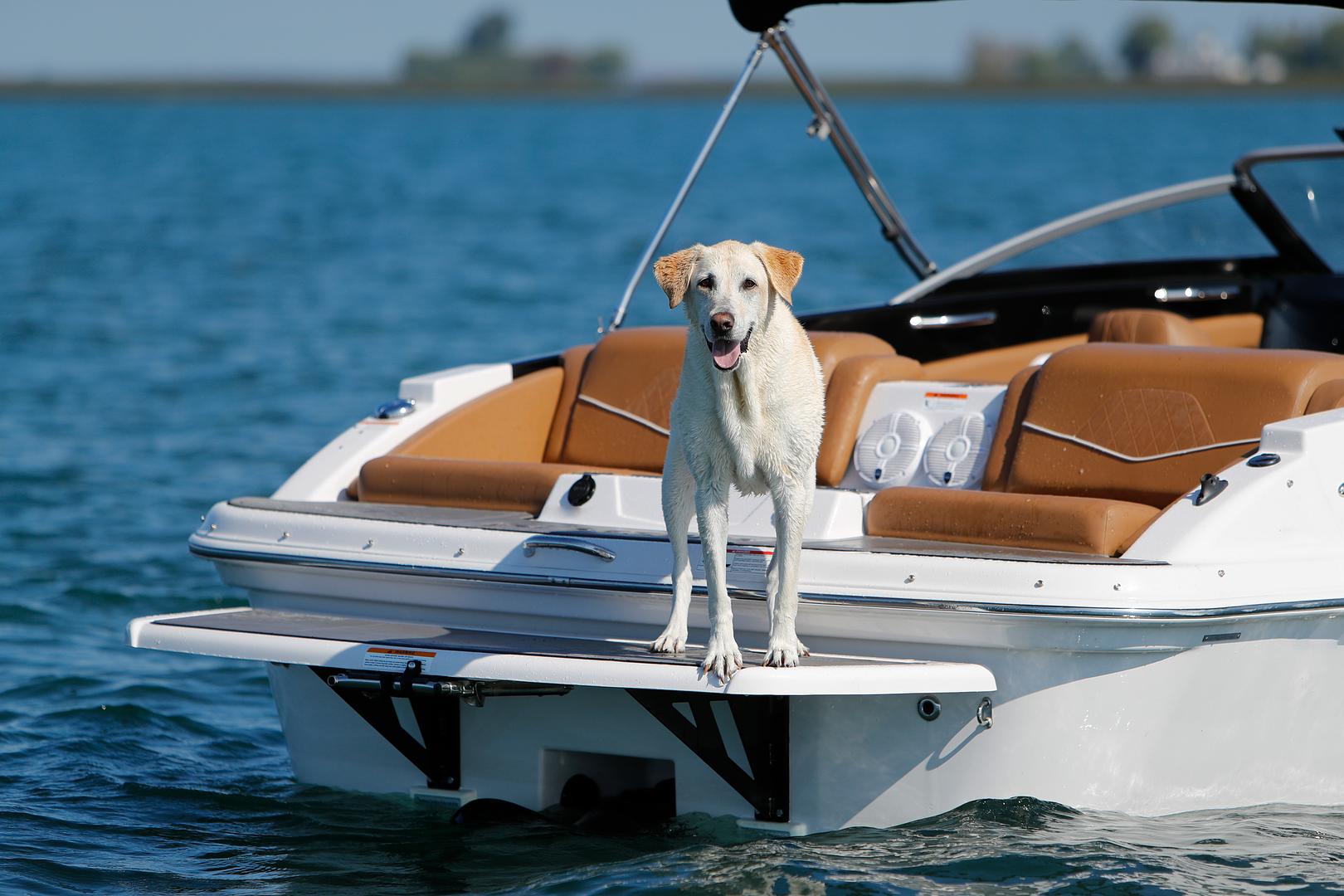 Tips For Boating With Your Dog