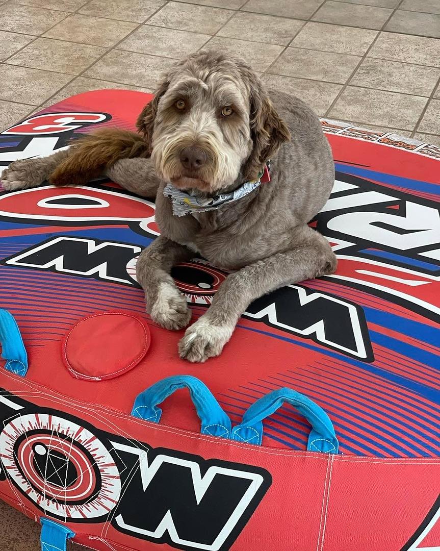 A dog relaxing at the Bertha Boatworks marina
