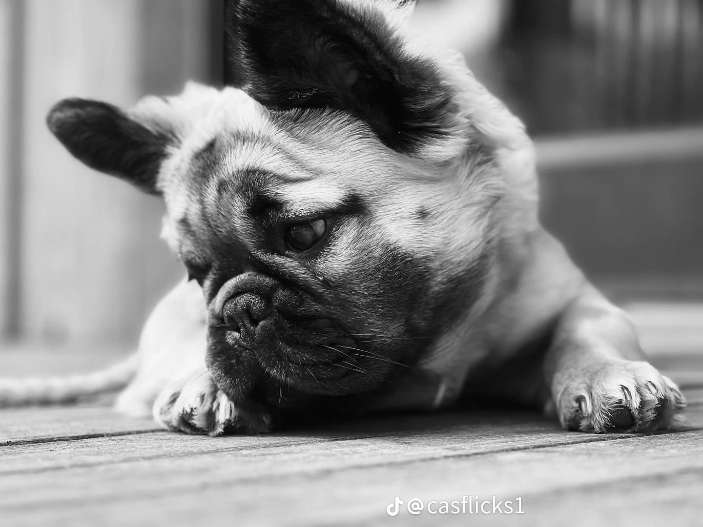 Winston Knows a Fake When He Sees One: Why Transparency Matters in Used Shuttle Bus Sales