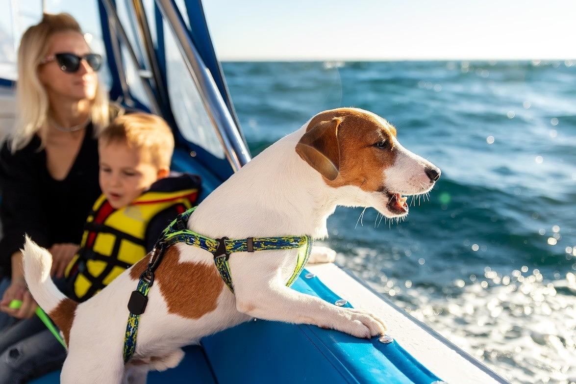 Your Guide to Boating with Pets
