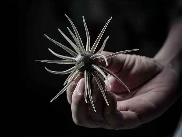 Why Everyone's Suddenly Fishing "Sea Urchins" for Bass