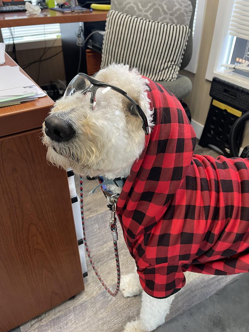 Toby the office dog at Coumbs RV Center in Olympia WA