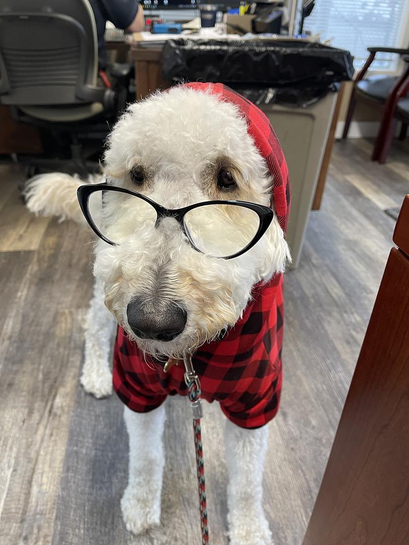 Toby the office dog relaxing at Coumbs RV Center