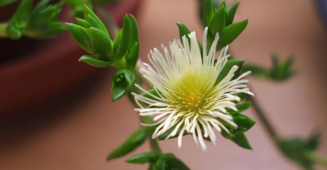 Tripper Advisor: The Rise of Kanna in Modern Ethnobotanical Markets