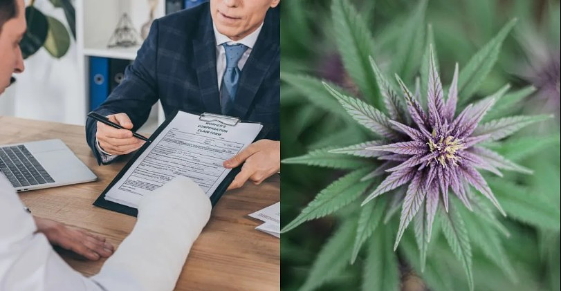 Study Reveals Legalizing Recreational Marijuana Lowers Workers’ Compensation Costs and Reduces Opioid Prescription Use