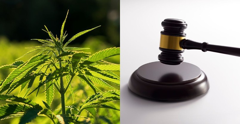 Fiscal Year 2026 Agriculture Bill and Its Impact on Hemp Regulations If Passed