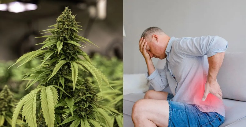 Research Reveals How Cannabis Really Works for Pain Relief