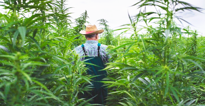 USDA’s Hemp Valuation Methods Are Failing American Farmers