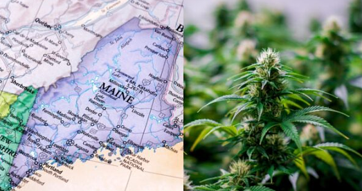 Maine’s Recreational Cannabis Repeal Effort Gets The Green Light To Gather Signatures