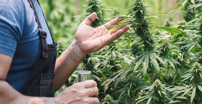 Indigenous Communities Leading the Way in Cannabis Programs