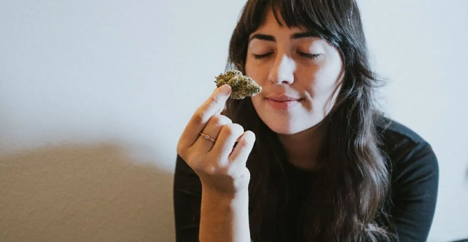 What Makes Cannabis Smell So Good? Science Has New Answers