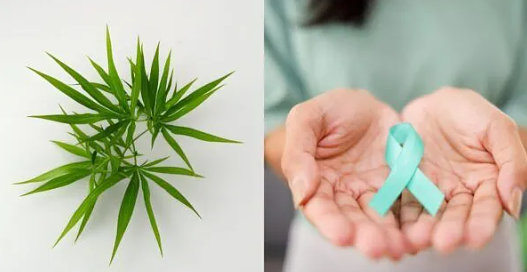 Study Reveals How Cannabis Cannabinoids CBD and THC Join Forces to Attack Ovarian Cancer Cells