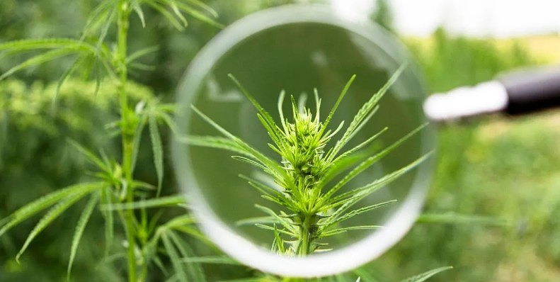 New Cannabinoid Discovery in Cannabis Could Expand Medical Potential