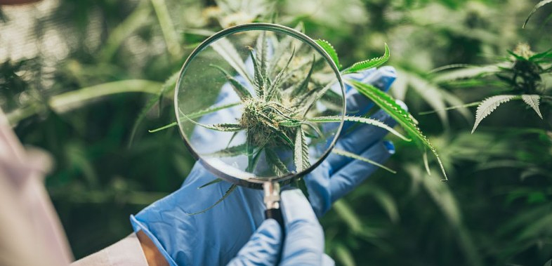 Study Reviews 10,000+ Studies and, To No One’s Surprise, Finds Overwhelming Support for Medical Cannabis in Cancer Treatment