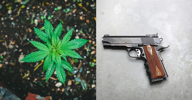 Supreme Court Petition Challenges Gun Ban for Cannabis Users