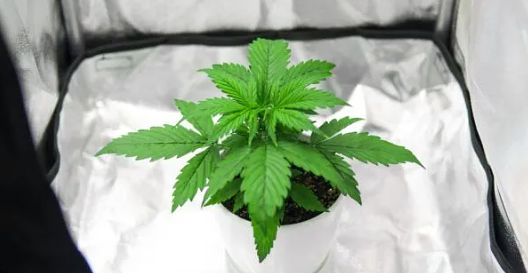 Newly Proposed Florida Bill Would Legalize Homegrown Marijuana if Passed