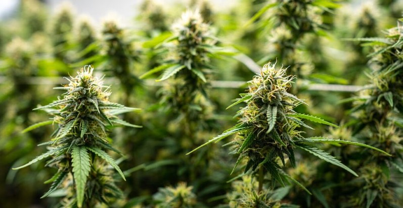 The Global Roots of Plant Medicine: Why Cannabis Has Always Been Part of the Plan