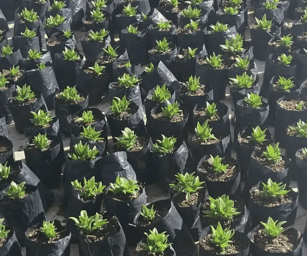 Tripper Advisor: The Rise of Kanna in Modern Ethnobotanical Markets