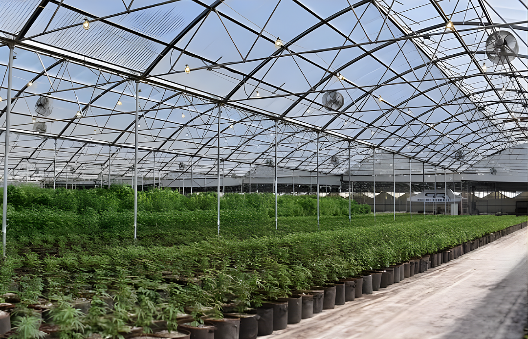 Worker Protection Standards in Cannabis Cultivation: Essential Insights for Employee Safety