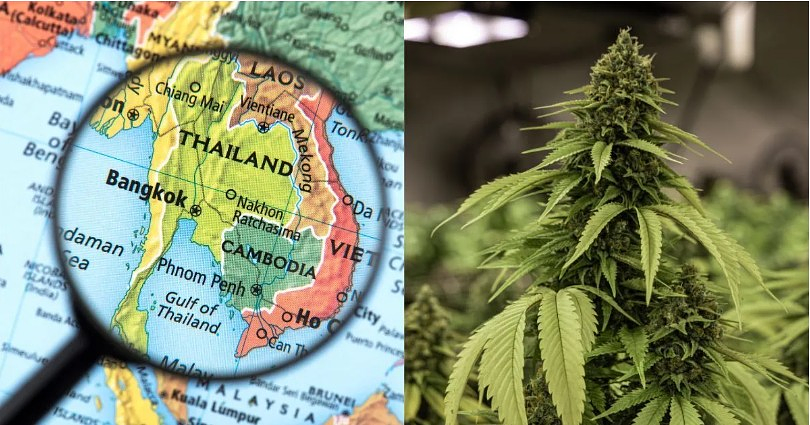 Thailand’s U-Turn on Recreational Cannabis Use