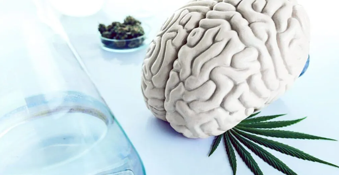 New Research Reveals How Cannabis Compounds Affect Your Brain