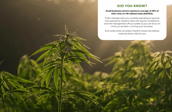 Why Paylient Exists: Bringing Clarity, Compliance, and Confidence to Cannabis HR