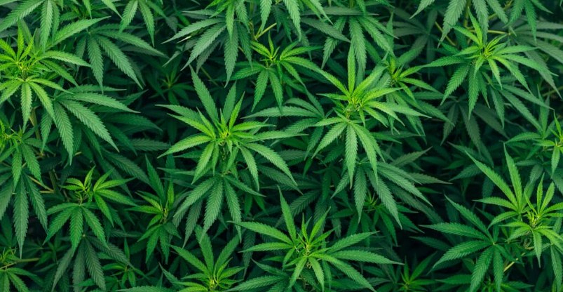 The Global Roots of Plant Medicine: Why Cannabis Has Always Been Part of the Plan