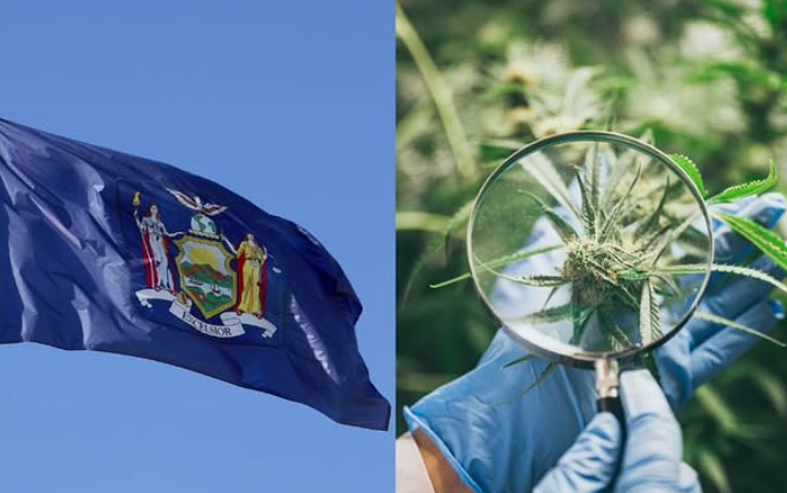 New York Cannabis Regulators Accuse Omnium Health of “Rent-a-License” Scheme