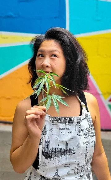 Blue Dream: A Cannabis Conoisseur’s Guide