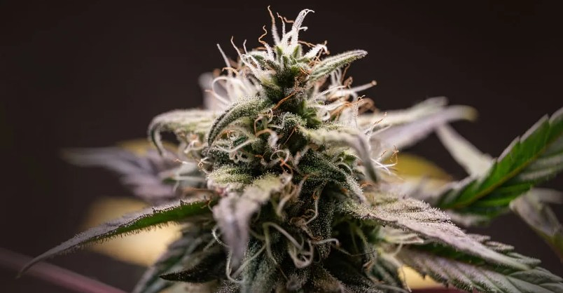 Research Looks at the Bottlenecking of Cannabis Genetics in the Post-Prohibition Era