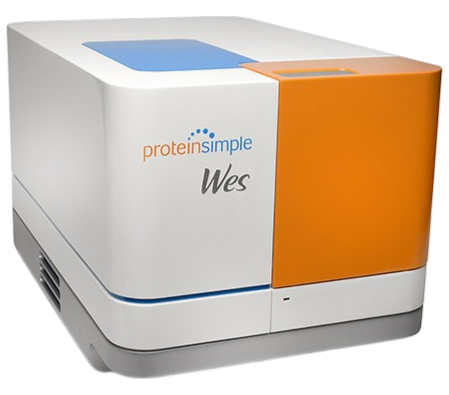 Western Blot Systems: Protein Transfer, Imaging & Detection Buying Guide