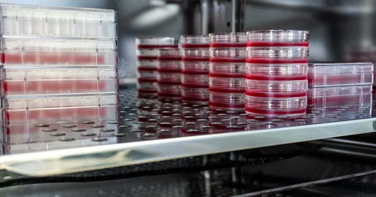 Choosing the Right CO2 Incubator for Cell Culture Workflows