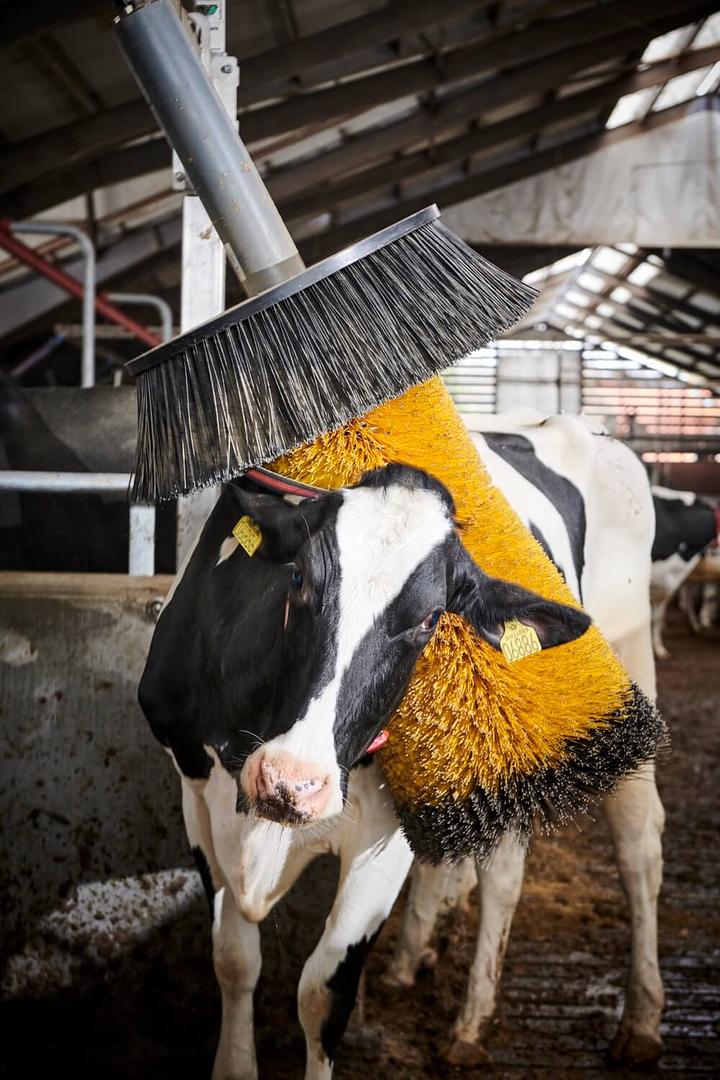 Livestock Housing